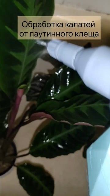 Обработка калатей от паутинного клеща🕷️#комнатноец? смотреть онлайн