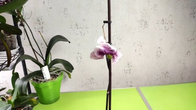 Семенная коробочка орхидеи фаленопсис созрела! Сколь?