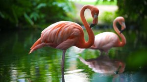 Фламинго: Птица утренней зари | Интересные факты про фламинго