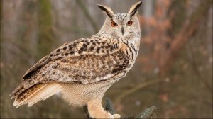 Пение Филина в Лесу. Голос Филина в Природе. Крик Филина. Звук Уханье Филина