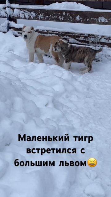 Ну что за лев этот тигр) В питомнике есть свободные щен смотреть онлайн