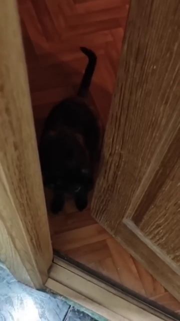 20 лет не моюсь одна #кошка #кошки #девушка #душ #юмор #cat #
