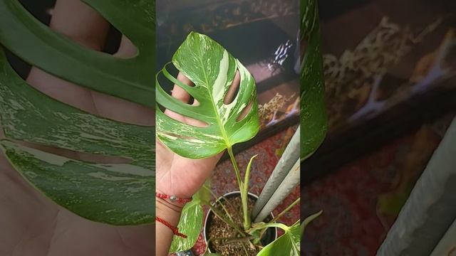 #монстераАльбо #монстера ##лето #цветы смотреть онлайн