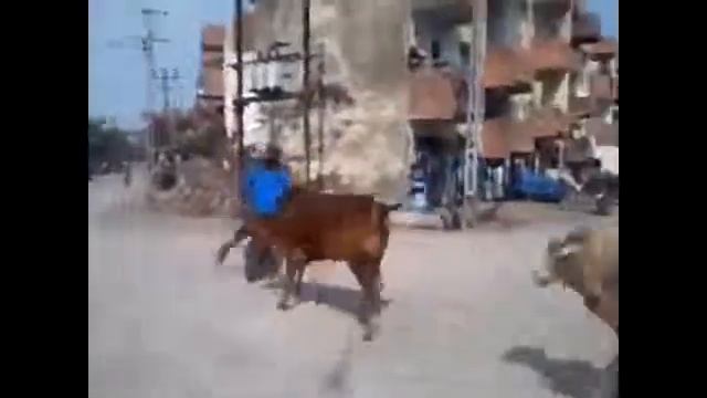 ПРИКОЛЫ С ТЕЛОЧКАМИ смотреть онлайн