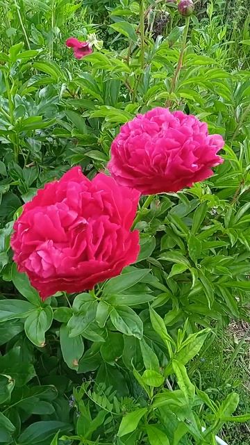 ранний пион цветет смотреть онлайн