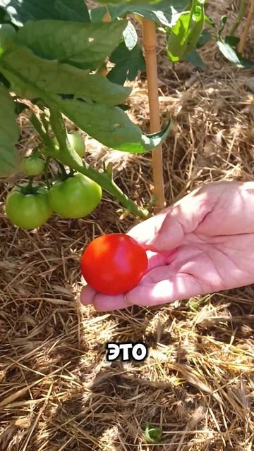 Первый урожай помидор #сад #огород #помидоры смотреть онлайн