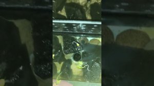 Выращивание редиса с помощью метода гидропоника (2 час