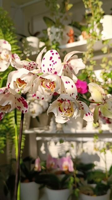 Орхидея Марракеш трилипс 🤍🤍🤍 #орхидеи #orchid #цветени смотреть онлайн