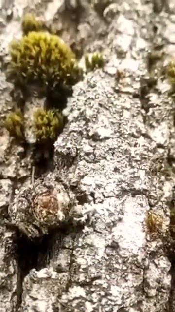 Shorts #Linden dragon) #nature #music #believe #dragon #липа #горыныч смотреть онлайн