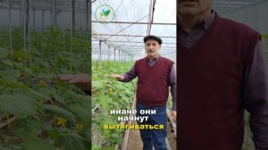 Как поддерживать правильную температуру для огурцов ?
