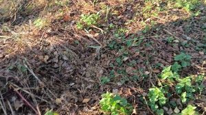 Гречиха в саду: польза, урожай, вопрос