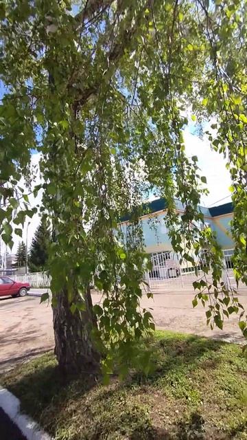 Белая берёзанька #берёза смотреть онлайн