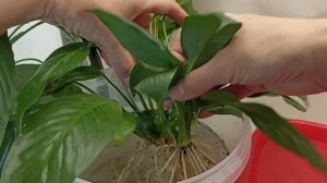 Гидропоника для комнатных растений. Разберем пошагов?