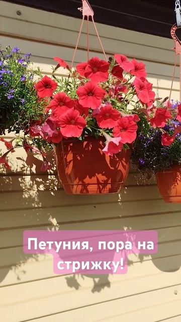 Петуния, пора на стрижку! смотреть онлайн