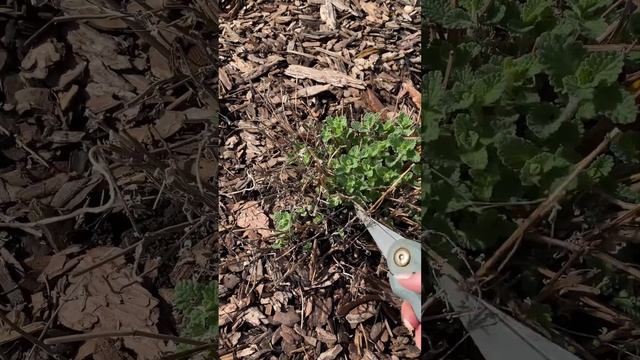 Уход за котовником весной. 🌱