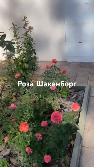 Роза Шакенборг на юге смотреть онлайн
