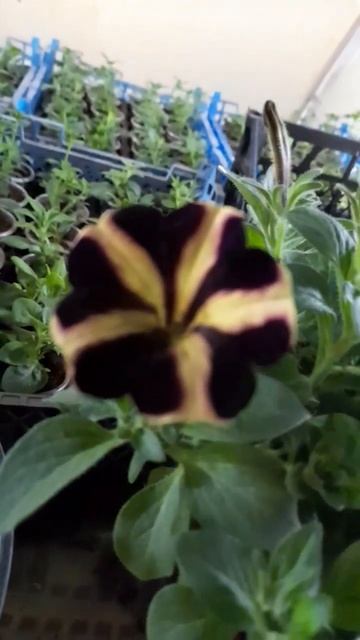 Петуния Рей Санфлауэ, 89601283920-Ватсап . смотреть онлайн