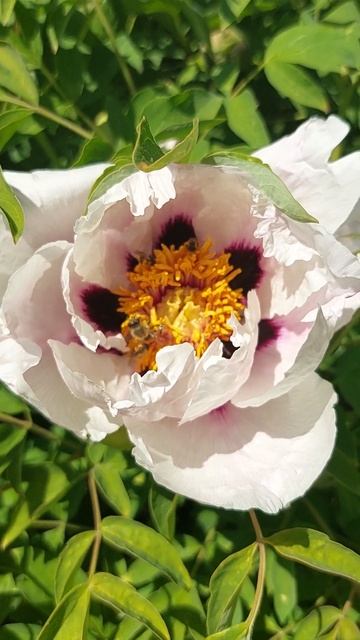 Dendritic peony. Пион древовидный смотреть онлайн