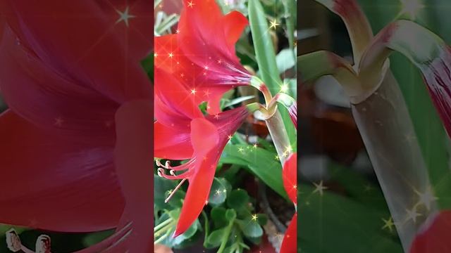 КРАСОТА В ДЕНЬ МОЕГО ДЕНЬ РОЖДЕНИЯ Расцвел сегодня ут смотреть онлайн