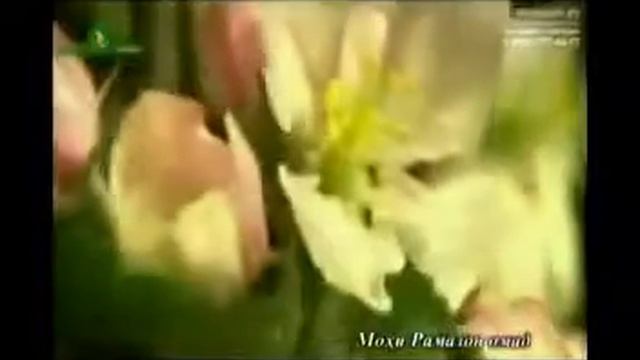 Рамазон муборак ба хама МУСУЛМОНОН