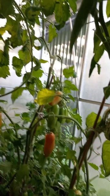 собираем помидоры, в теплице очень жарко смотреть онлайн