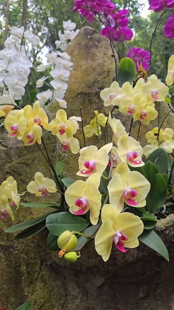 Орхидеи...Наслаждайтесь прекрасным видео, любители эт? смотреть онлайн