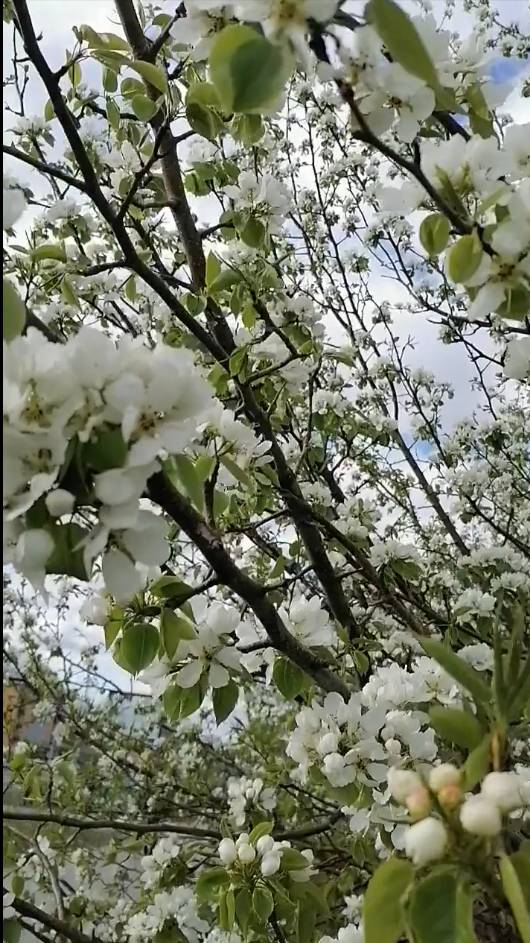 Яблоня в цвету - какое чудо! #shorts смотреть онлайн