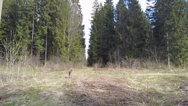 Прогулки по лесу. День за днем с дедом Многоведом. 29 ап? смотреть онлайн