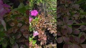 барбарисы Тумберга коронита и голден ринг. отличия. Ба