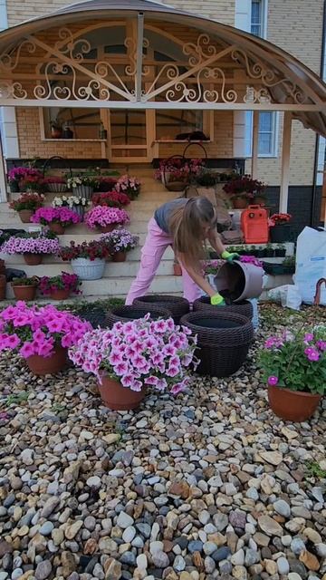 1 петуния на 20л #мойсад #петунии #петуния #садоводство #? смотреть онлайн