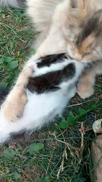 Черно- белая девочка- кошечка- мышеловка. В добрые, пре? смотреть онлайн