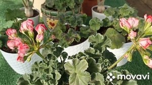 ДВА ВАРИАНТА ПЕЛАРГОНИИ ТА ИСТОРИЯ ЛЮБВИ В СРАВНЕНИИ