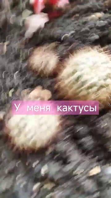 у меня кактусы смотреть онлайн