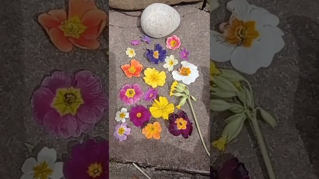 27.04примулы, первоцветы #nature #цветы #дача #сад #flowers #garden #? смотреть онлайн