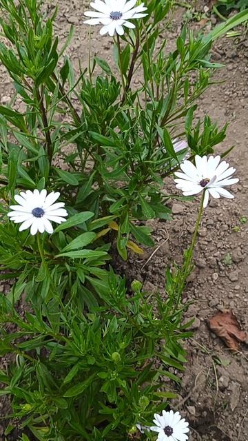 Красивый остеоспермум Эклона #природа #2024 #октябрь #ц? смотреть онлайн