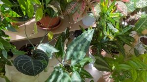 Джунгли в квартире. Обзор моего сада. Март 2025 года.