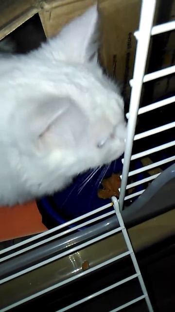 Нашли белого ангорского,не ел не пил.Вот здесь,ура! Ест смотреть онлайн