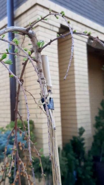 🌲Лиственница Стифф Випер высокий штамб | Telegram: https://t.me смотреть онлайн