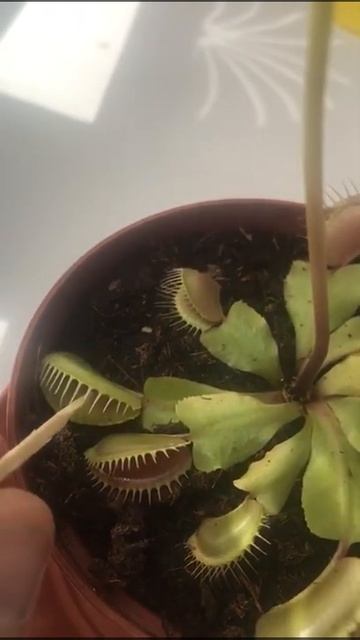 Моя Венерина Мухоловка после зимнего покоя. смотреть онлайн