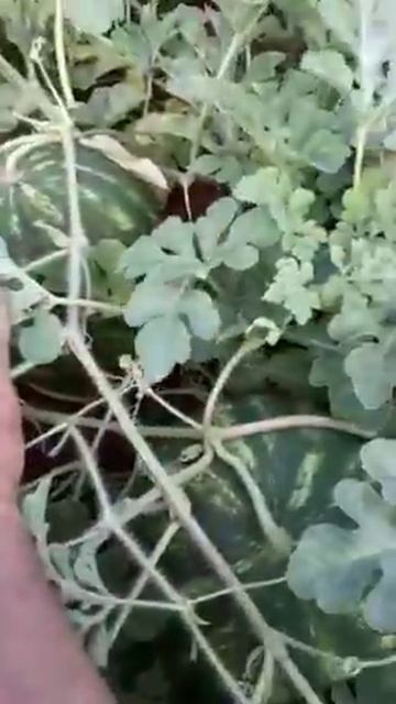 Арбуз Манчестер смотреть онлайн