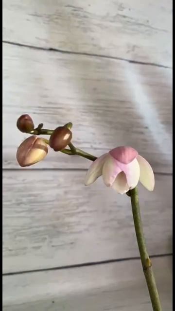 Раскрытие #орхидеи Биглип 24 часа в 27 секундах #orchid #orchide смотреть онлайн