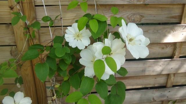 КЛЕМАТИС Clematis 