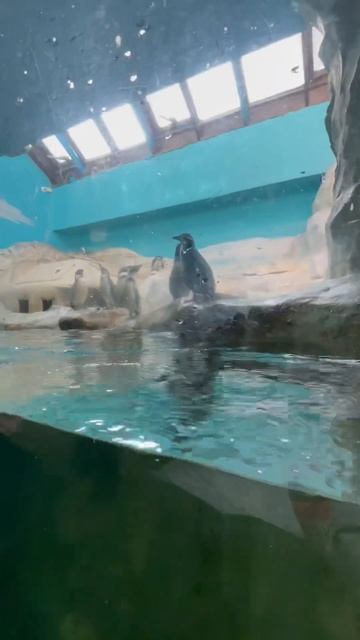 МОСКОВСКИЙ ЗООПАРК. МИЛЕЙШИЕ ПИНГВИНЫ 🐧🐧🐧🐧🐧🐧🐧 смотреть онлайн
