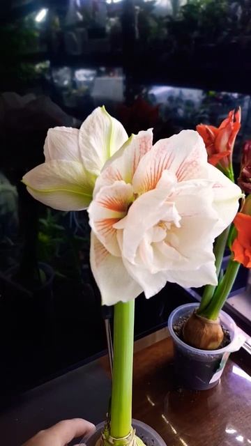 гиппеаструм Нимф смотреть онлайн