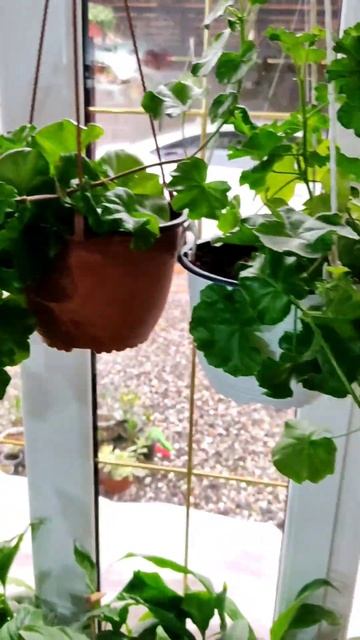 Пеларгония переехала в дом 🤗 смотреть онлайн