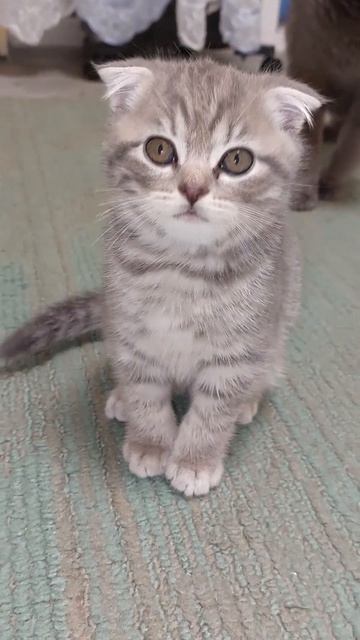 Теперь я чистый котёнок.Now I am a clean kitten. смотреть онлайн