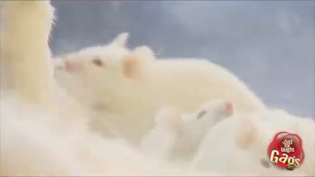 Целый короб мышей смотреть онлайн