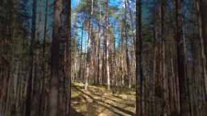 №79 Гармонизация, восстановление, очистка, балансировка чувства уверенности.