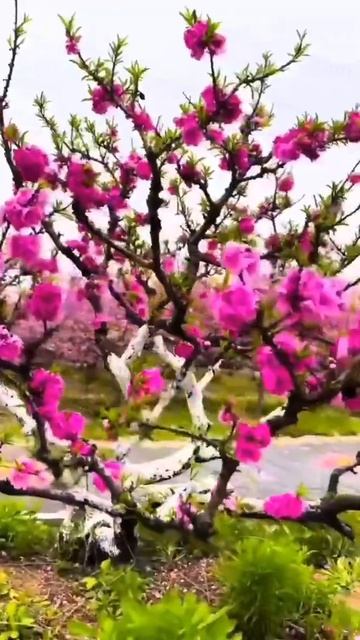 #москва #jazz #россия #livemusic #сакура #весна #мир #цветы #рас? смотреть онлайн