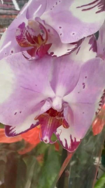 💙💛Phal. Magic Art 💚відомий фаленопсіс Красень з великими смотреть онлайн